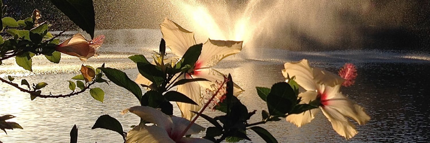 MTTriebell's profile banner image