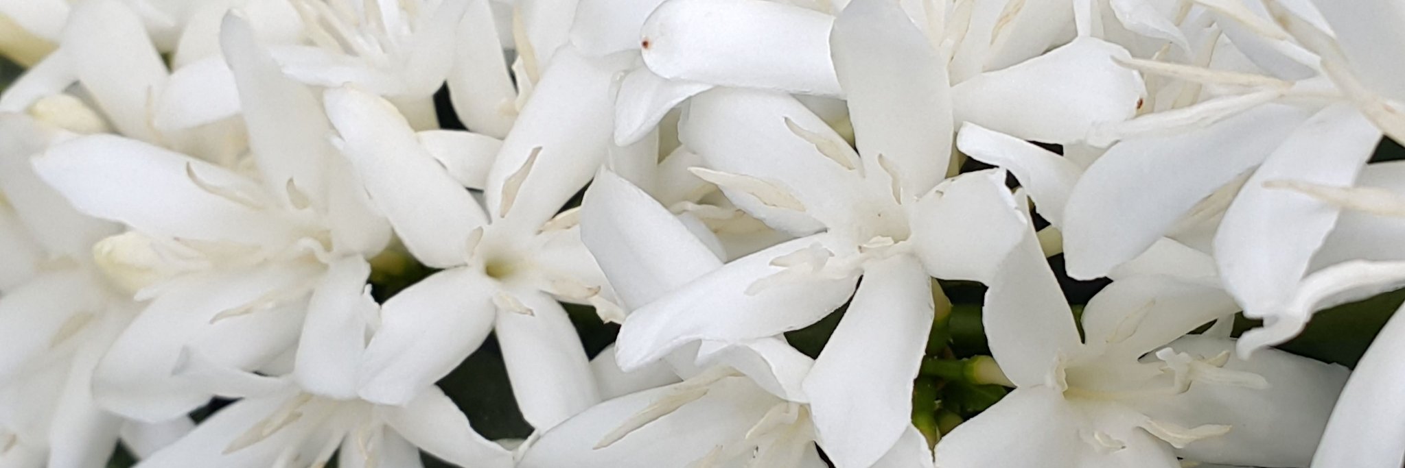 Granja La Esperanza banner