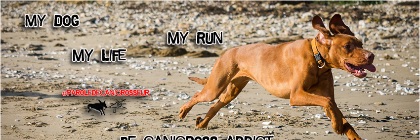 Canicrossaddict's profile banner image