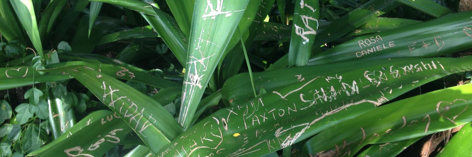 Jessica Caporusso (@jesscapo.bsky.social) banner