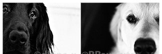 RRawCuts's profile banner image