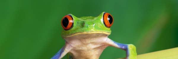 roserelle's profile banner image