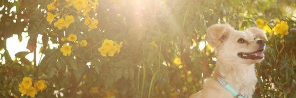 tiffthepup Profile Banner