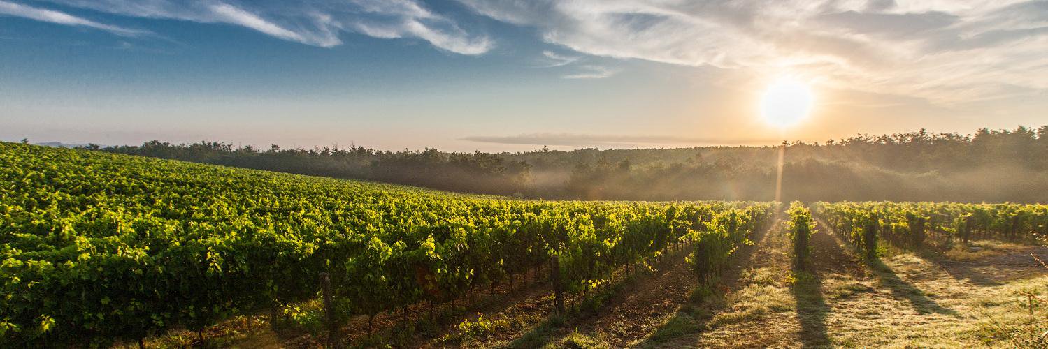 Wine_Bazaar's profile banner image