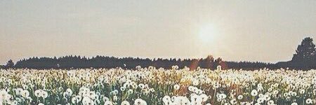 alannaraye's profile banner image