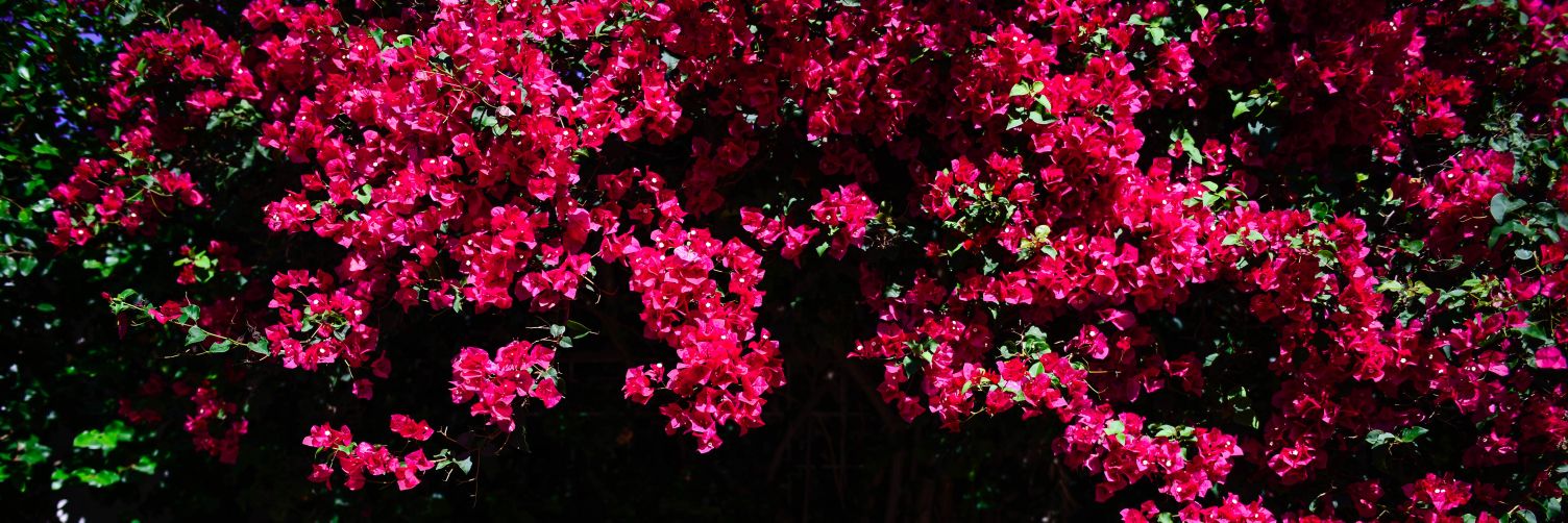 Julieta banner