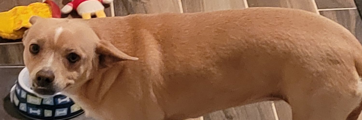 Paul 🔜 #HaloFest2026 banner