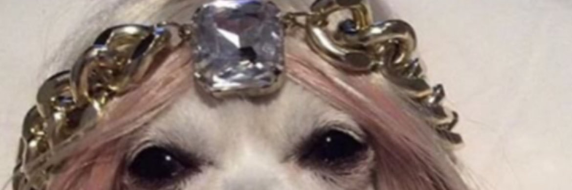 misZch0collA's profile banner image
