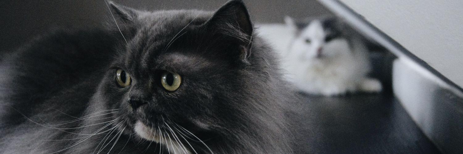 CasperScottie's profile banner image