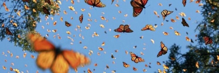 AlienLarry 👽 banner