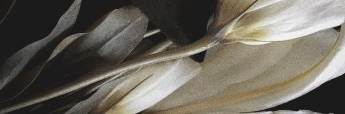 𝐀𝐑𝐈𝐄𝐋. banner