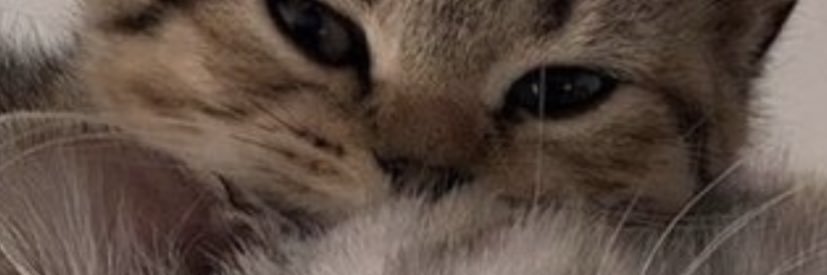 CorroClementine's profile banner image