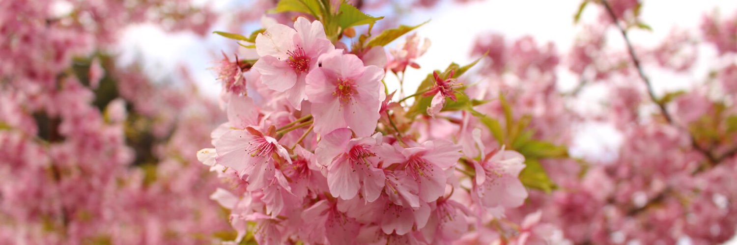 平山 沙絵 banner