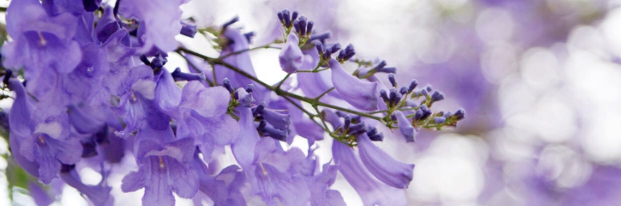 jacaranda_bloom's profile banner image