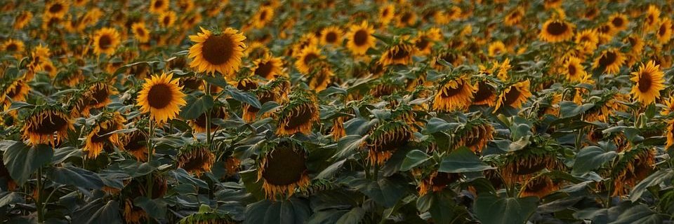 gippiya's profile banner image