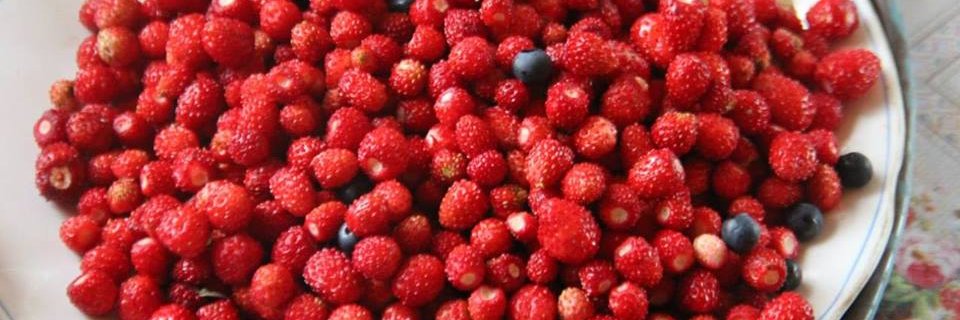 red_liska's profile banner image