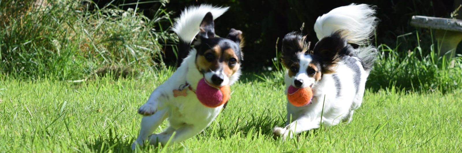 Vic Vicky Victoria 🐾 banner