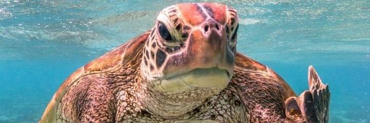 turtle_kermit's profile banner image