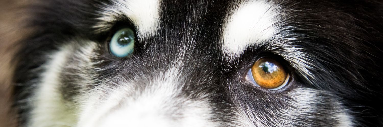 D0ktorDevil's profile banner image