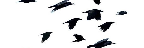xxCrowsingerxx's profile banner image