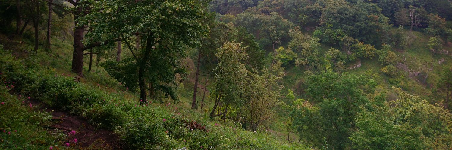 Sofia Leadbetter banner