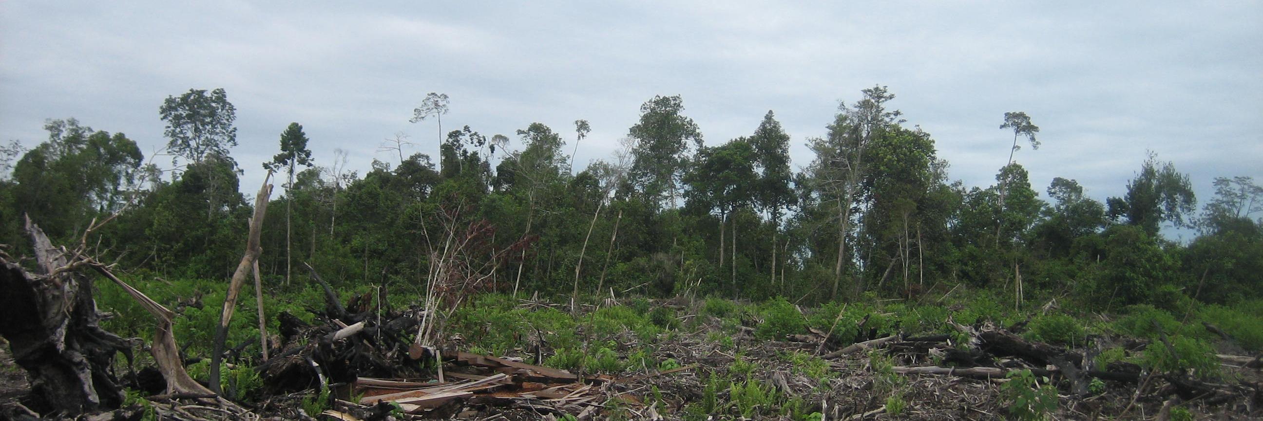 uktropicalpeat's profile banner image