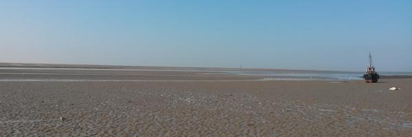 amanibee Profile Banner