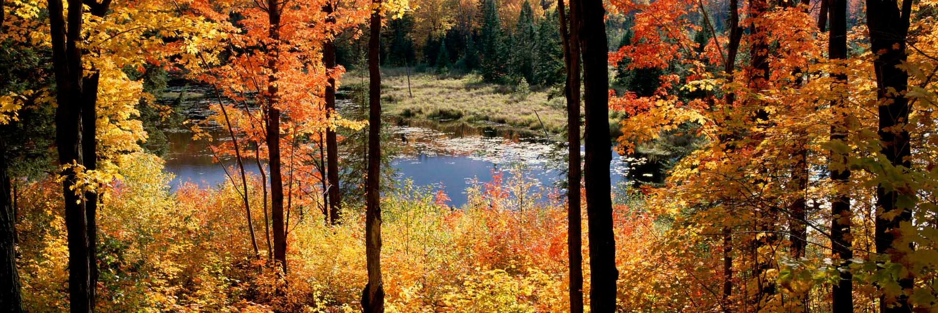 Labo Bernatchez banner