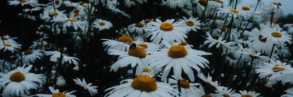 LyaaaaLee Profile Banner