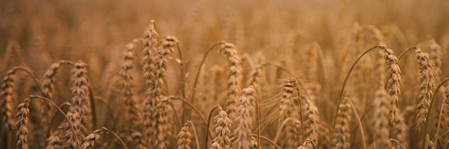 NotReallyCereal's profile banner image