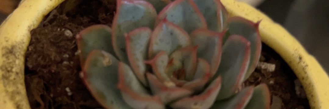 probs_confused's profile banner image