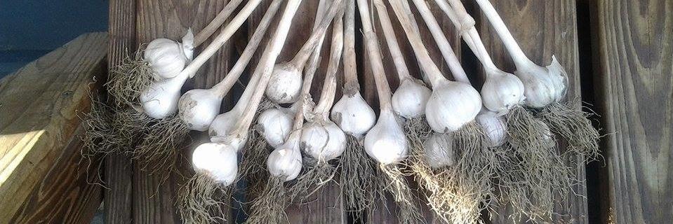 Tomás Oesterheld 🇦🇷 banner