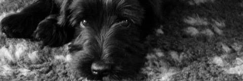 SchnauzerJem's profile banner image
