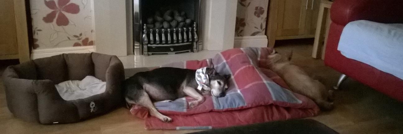 Julie🏴󠁧󠁢󠁷󠁬󠁳󠁿🐕🐈🐕‍🦺🇺🇦 banner