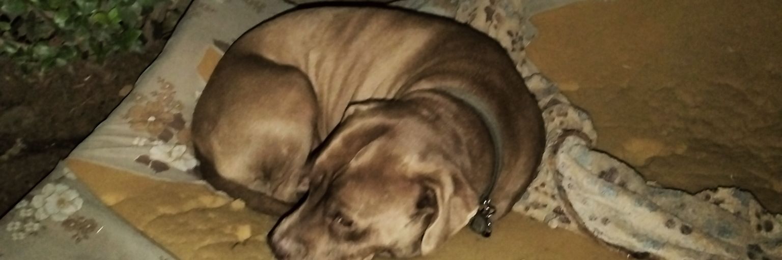 lrouxmys's profile banner image