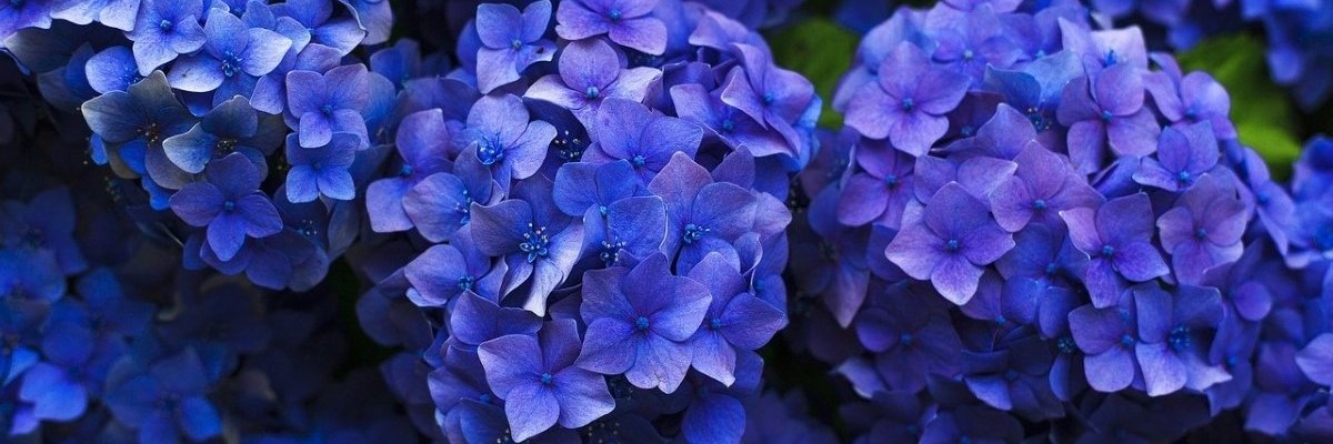NerdFlowers's profile banner image