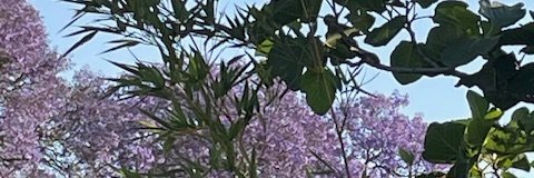 dovileb's profile banner image