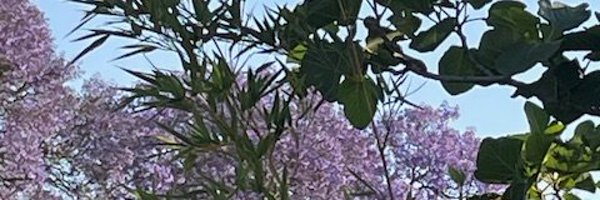 dovileb Profile Banner