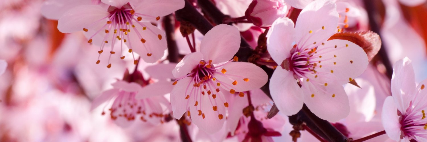 anitanewty's profile banner image