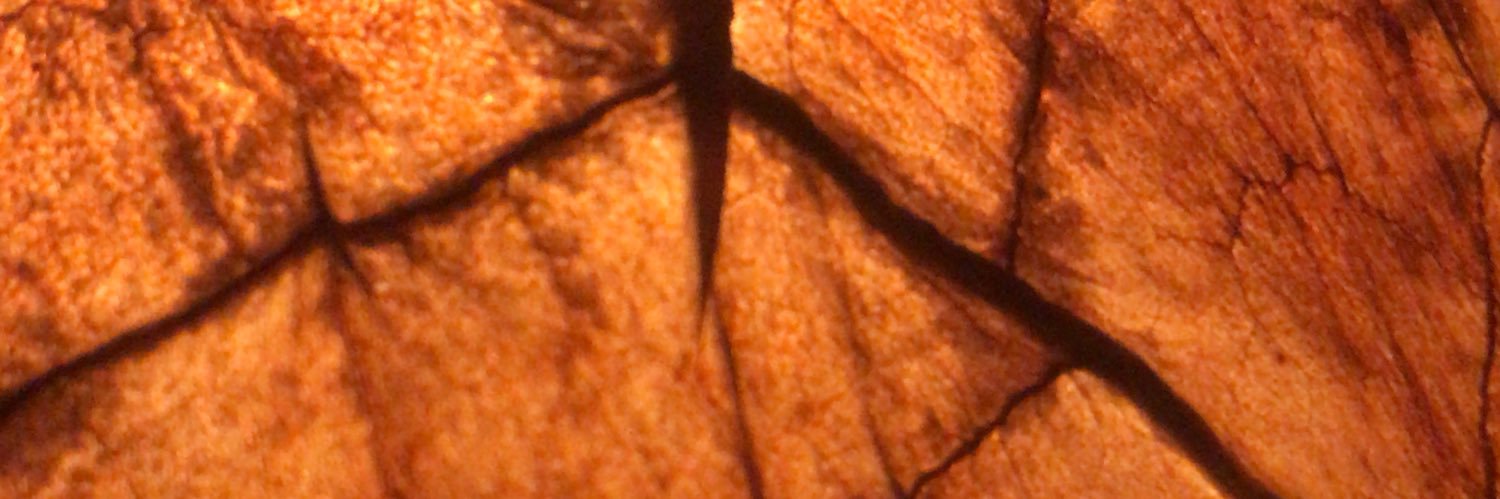 Raeqwan_'s profile banner image