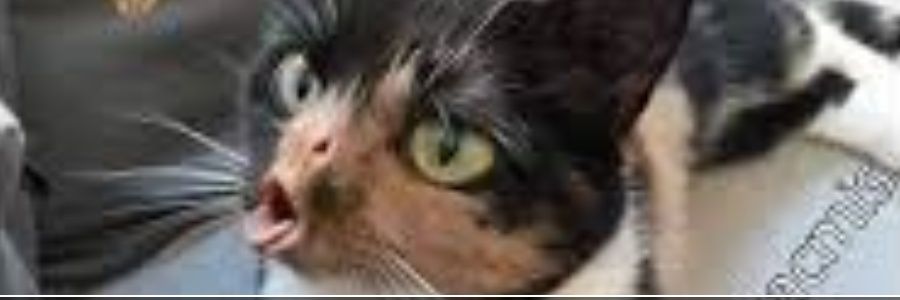Non_clue's profile banner image