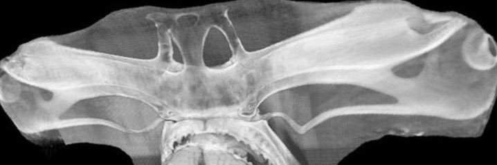 Michael W Reilly banner