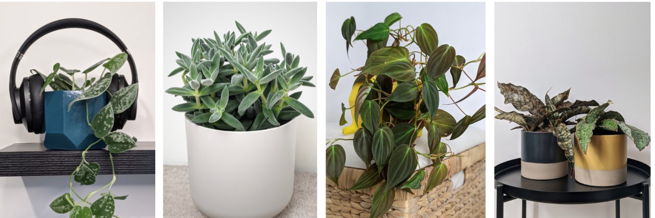 OurHousePlants's profile banner image