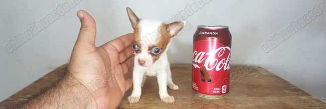 chihuahuasmicro's profile banner image