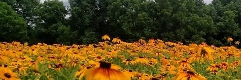 Allegheny County Parks Foundation banner