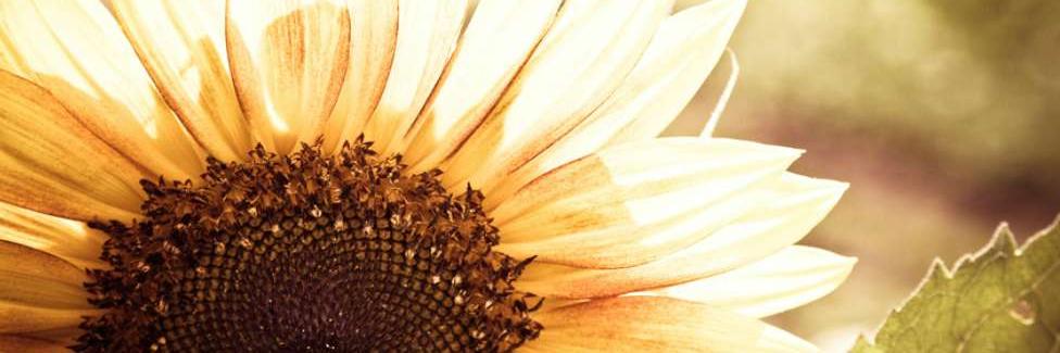 SNDCalifornia's profile banner image