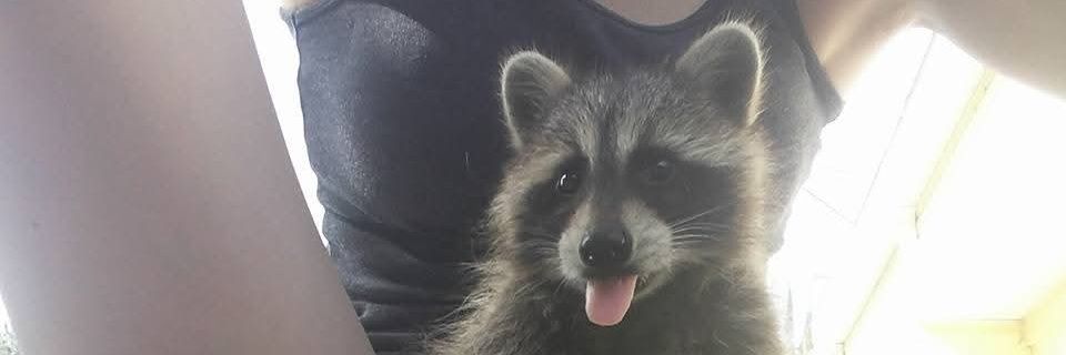 Wild to Home Animal Rescue banner