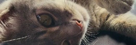 toooomuchdog's profile banner image