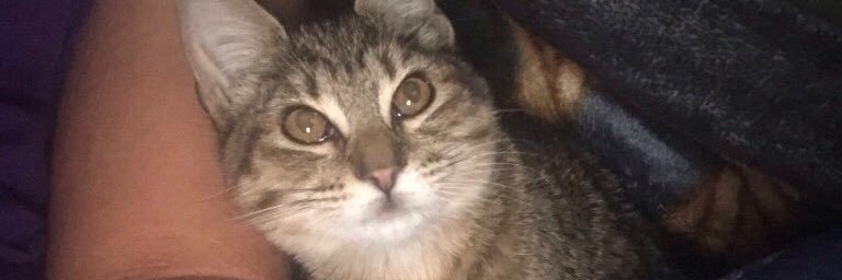 Catsmeew's profile banner image