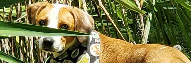 MuppetGwen's profile banner image